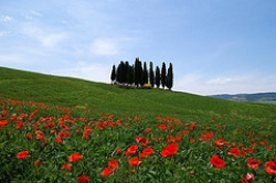 Papaveri al posto del grano. Così muore la campagna