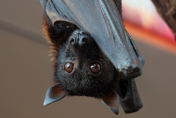 Pipistrelli amici nella lotta alle zanzare, Firenze tutela il suo ecosistema urbano