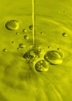 Sos olio toscano, senza reddito ai produttori c’è l’abbandono