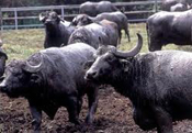 Maltrattamenti a cuccioli bufalini: il Consorzio Bufala propone ‘Allevamenti aperti’