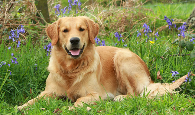 Retrievers da tutta Italia sfilano a Bettolle per il più grande raduno nazionale 2015