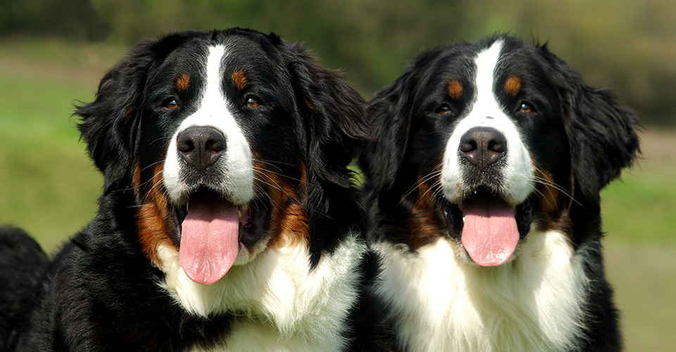 Esposizione regionale canina ENCI a L’Amorosa, passerella per gli amici a quattro zampe