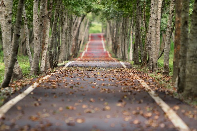 Nel 2023 piantati in Italia 2,4 milioni di alberi: dovrebbero fruttare 16 milioni di euro all’anno