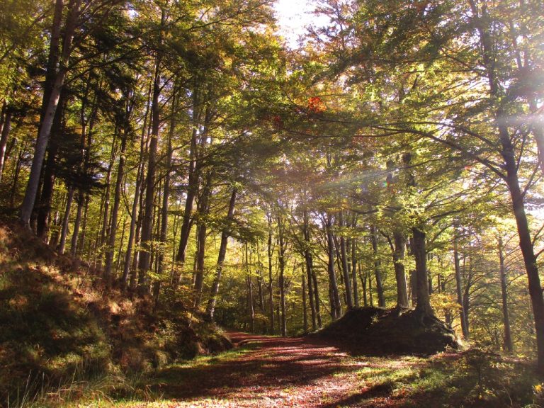 Taglio del bosco. Il 50% della Toscana è ricoperta di alberi. Primato e ‘magazzino’ di CO2. In montagna avanzano di 7 ettari al giorno