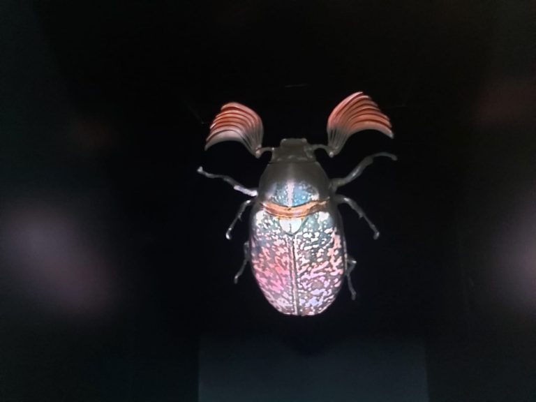 A Bit of Beetle. Al via mostra per sensibilizzare sulla biodiversità al Museo La Specola