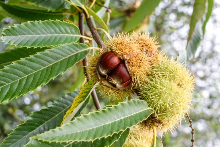 I ricci delle castagne utilizzati come composti antibatterici e antimicrobici. Lo studio